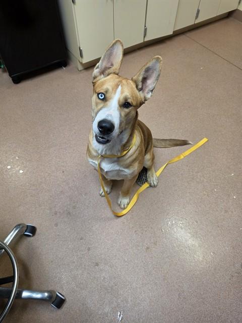 Enlarge FEDDY, a Adoptable mixed breed in Cookeville, TN image 1/1