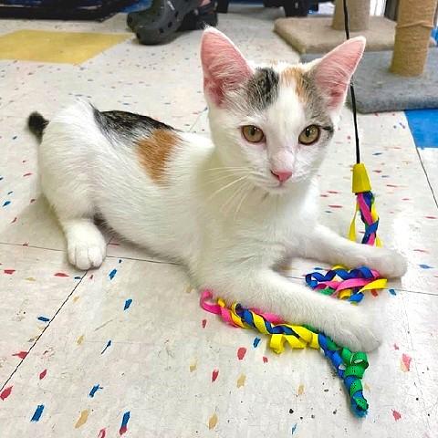 Popcorn, Adoptable, Kitten Female Calico.