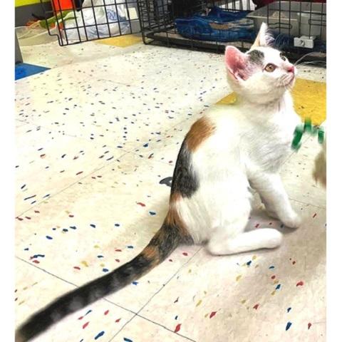 Enlarge Popcorn, a Adoptable Calico in Salt Lake City, UT image 2/2