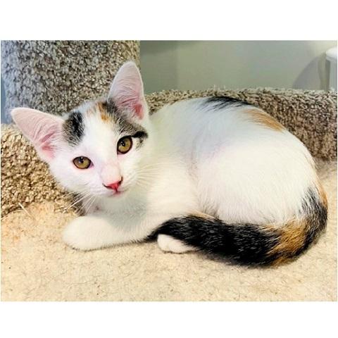 Popcorn, a ADOPTABLE Calico in Salt Lake City, UT image 1/3
