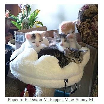 Popcorn, a ADOPTABLE Calico in Salt Lake City, UT image 3/3
