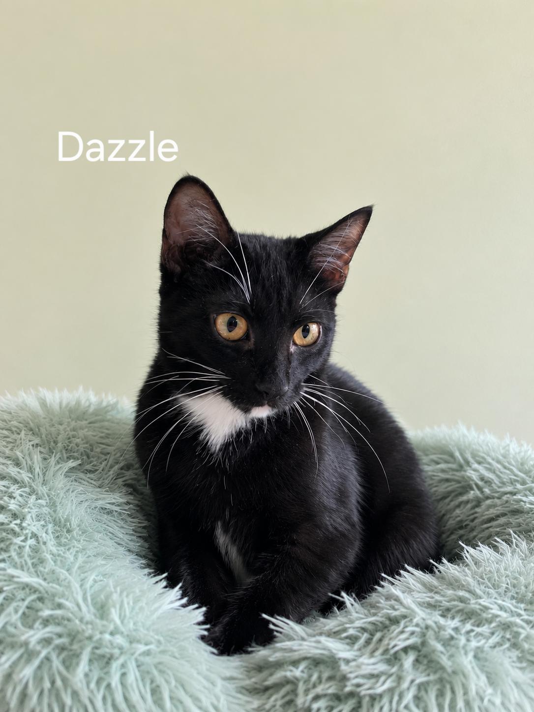 Enlarge Dazzel, a Adoptable Domestic Short Hair in Oviedo, FL image 1/1