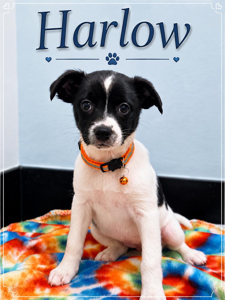 Harlow, a Adoptable mixed breed in Fern Park, FL image 1/2