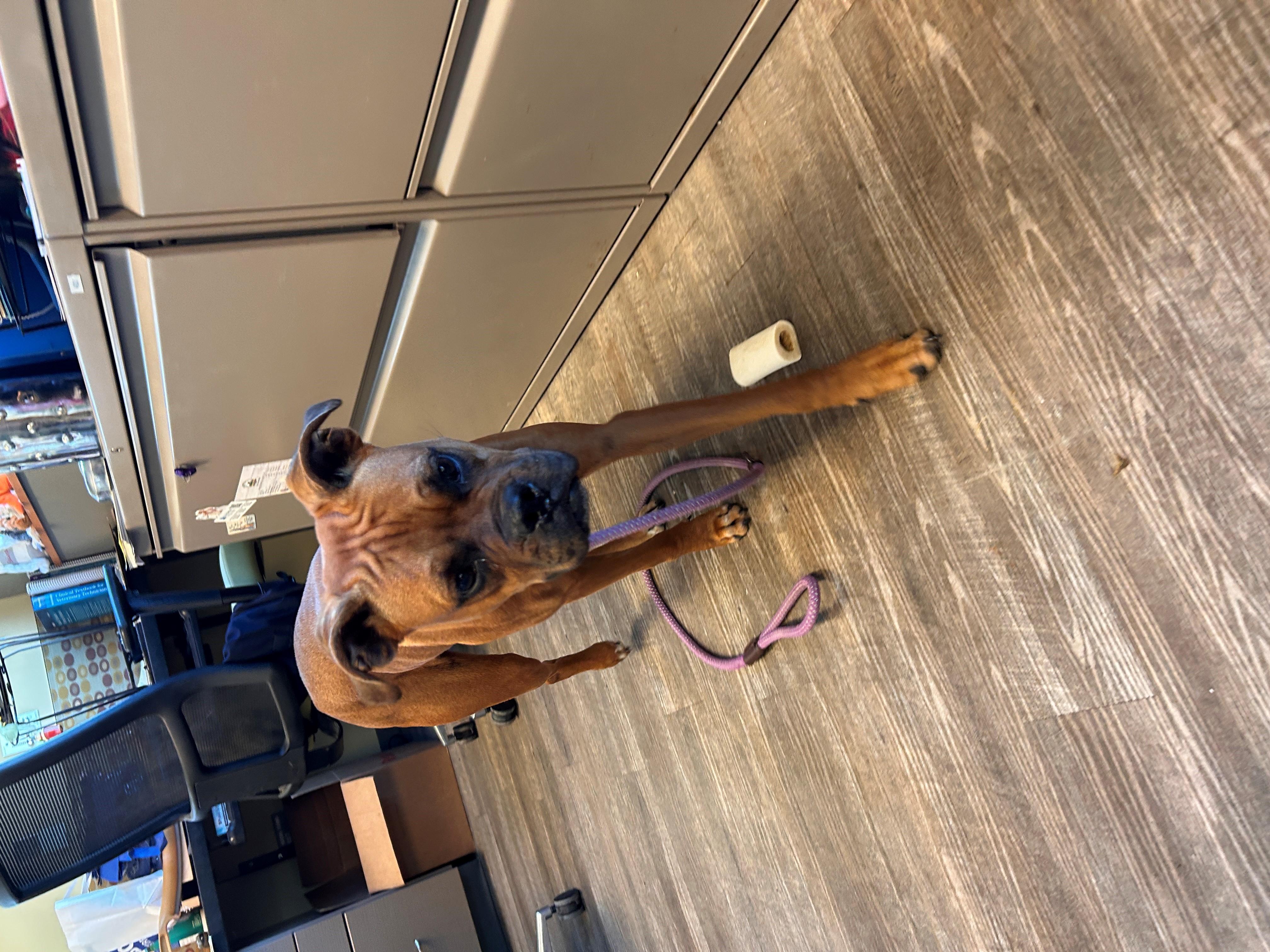 25-0578 "Bug", Adoptable, Adult Female Boxer.