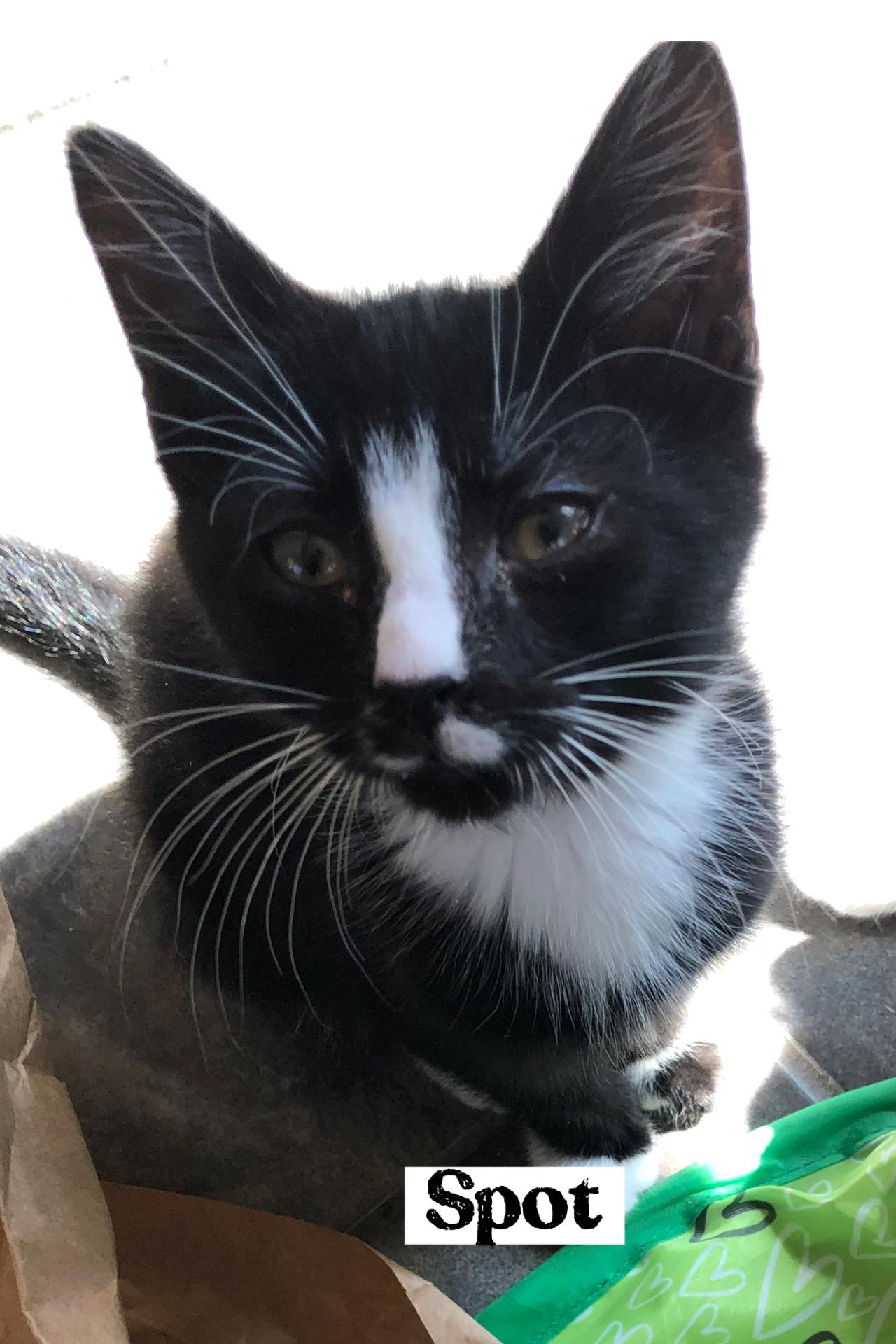 Spot, adopted, Kitten Male Domestic Short Hair.