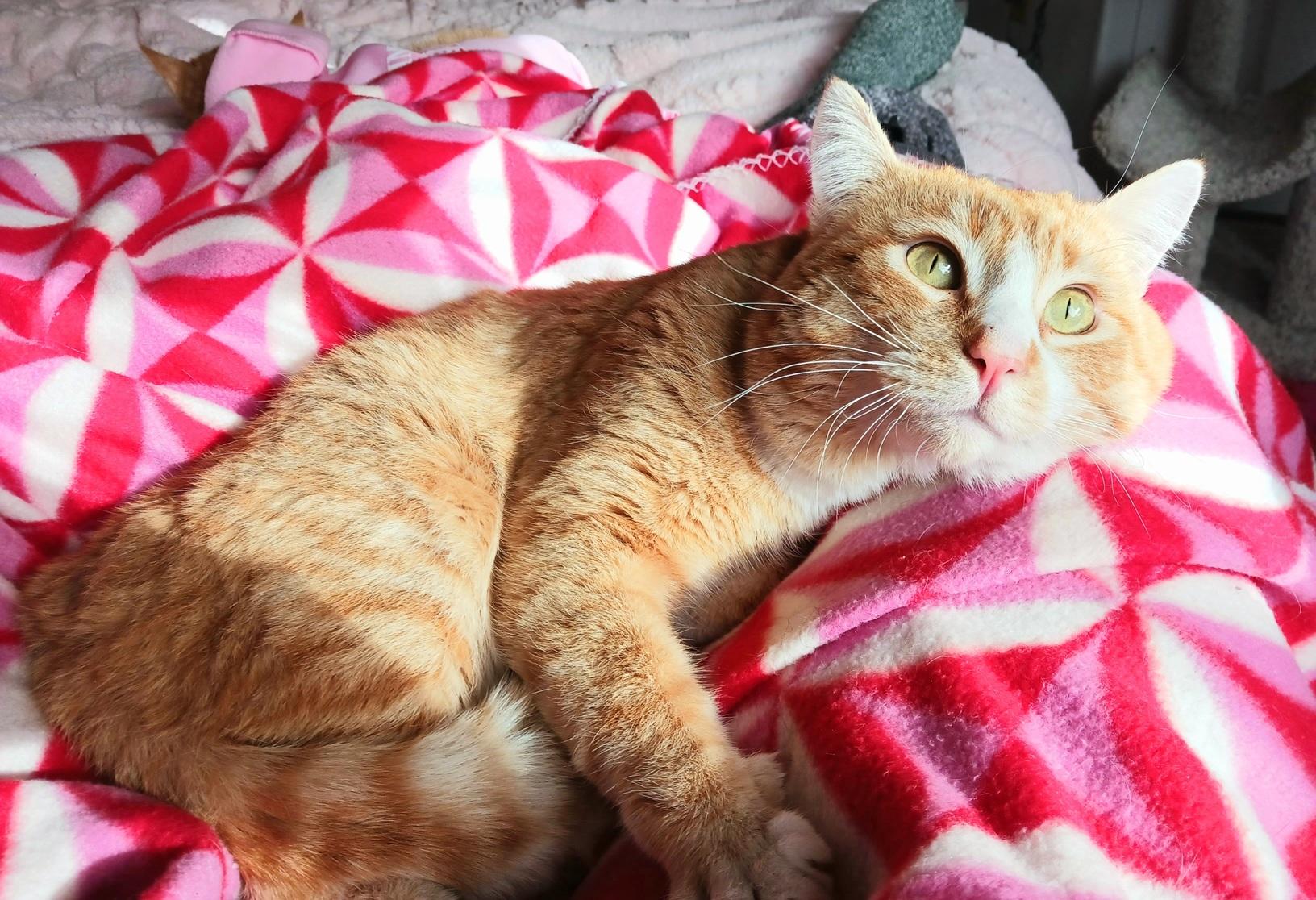 Enlarge Pervical Augustus Flamehart, an adopted Tabby in Mesa, AZ image 3/4