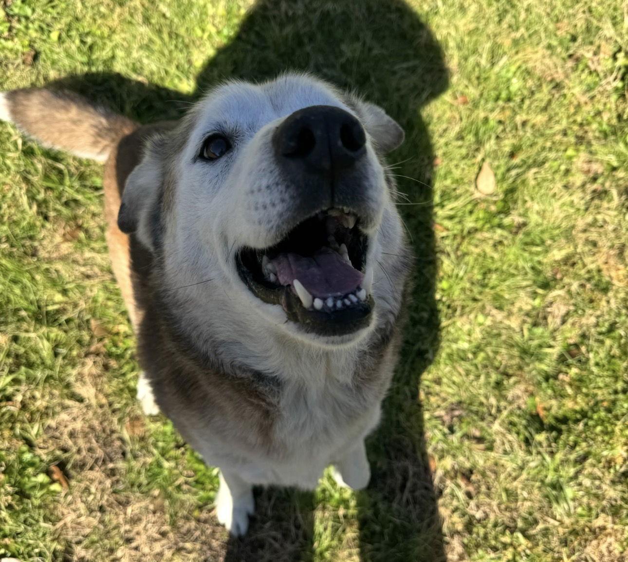 Patch, a Adoptable mixed breed in Houston, TX image 2/3