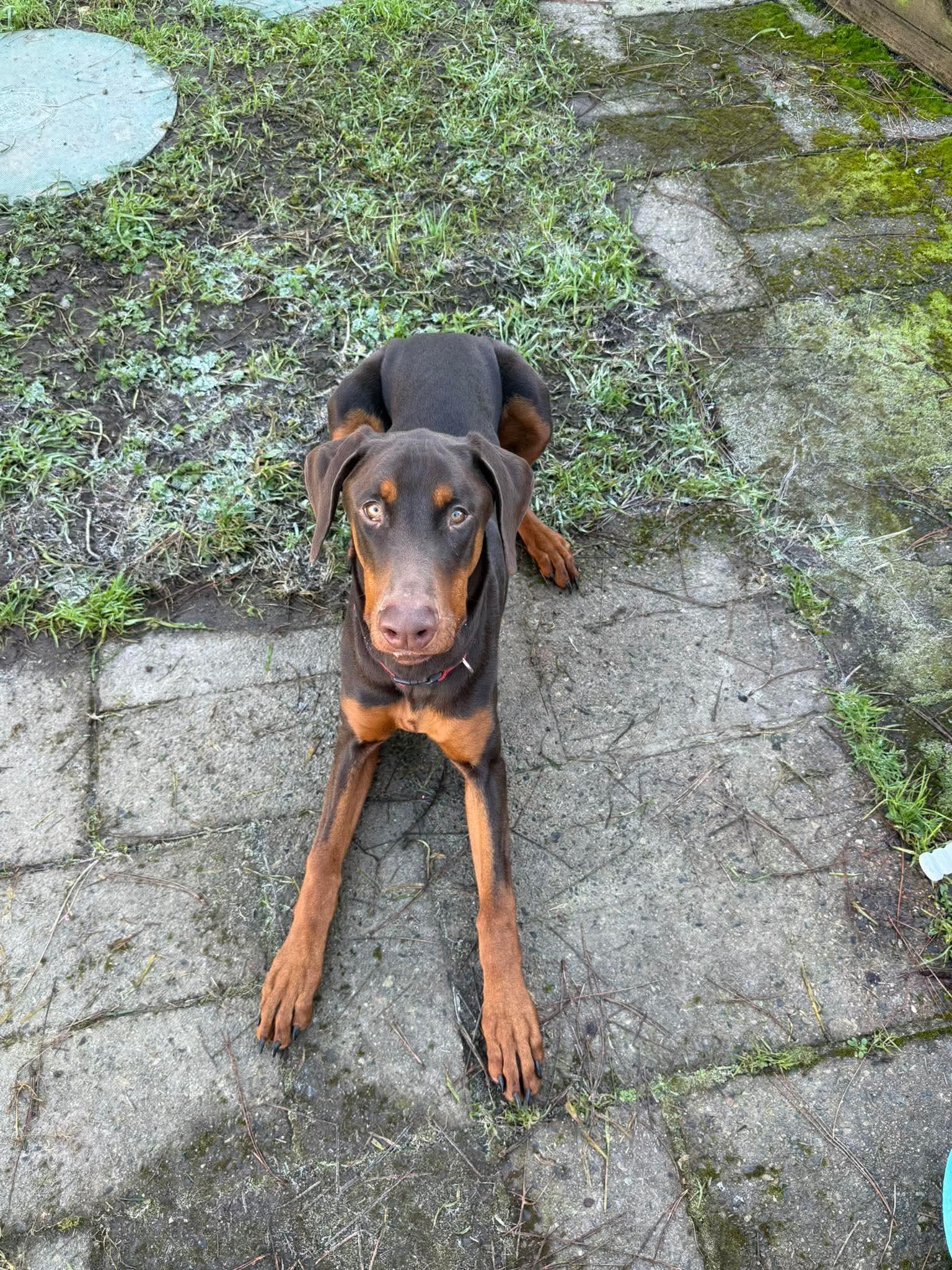 Enlarge Diesel III, a Adoptable Doberman Pinscher in Shoreline, WA image 2/3