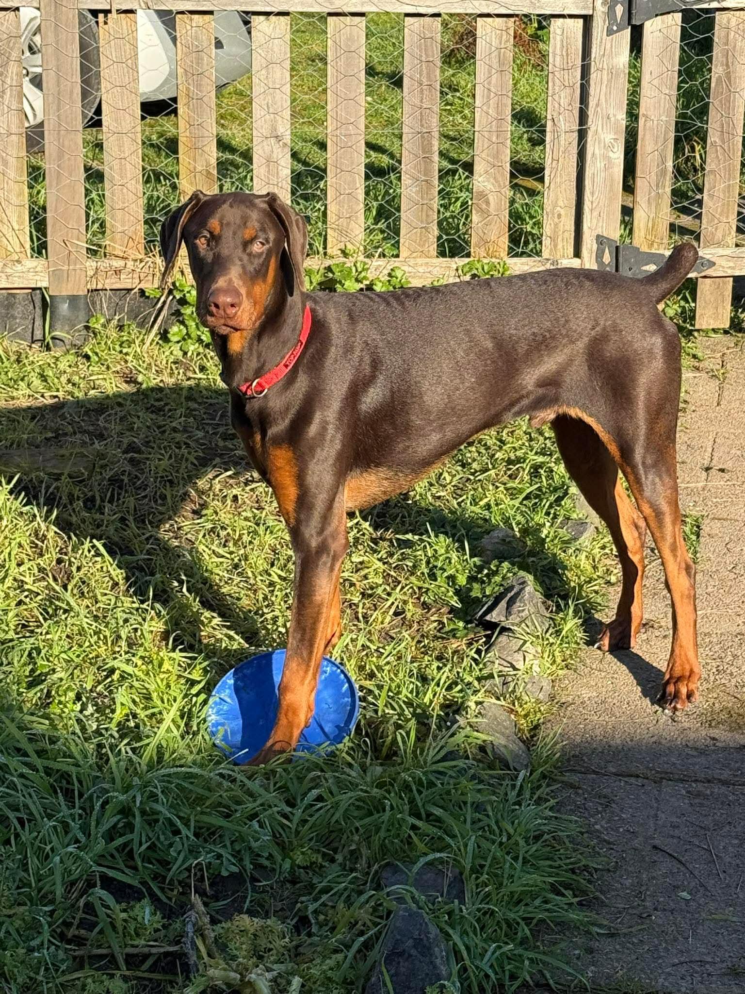 Enlarge Diesel III, a Adoptable Doberman Pinscher in Shoreline, WA image 3/3