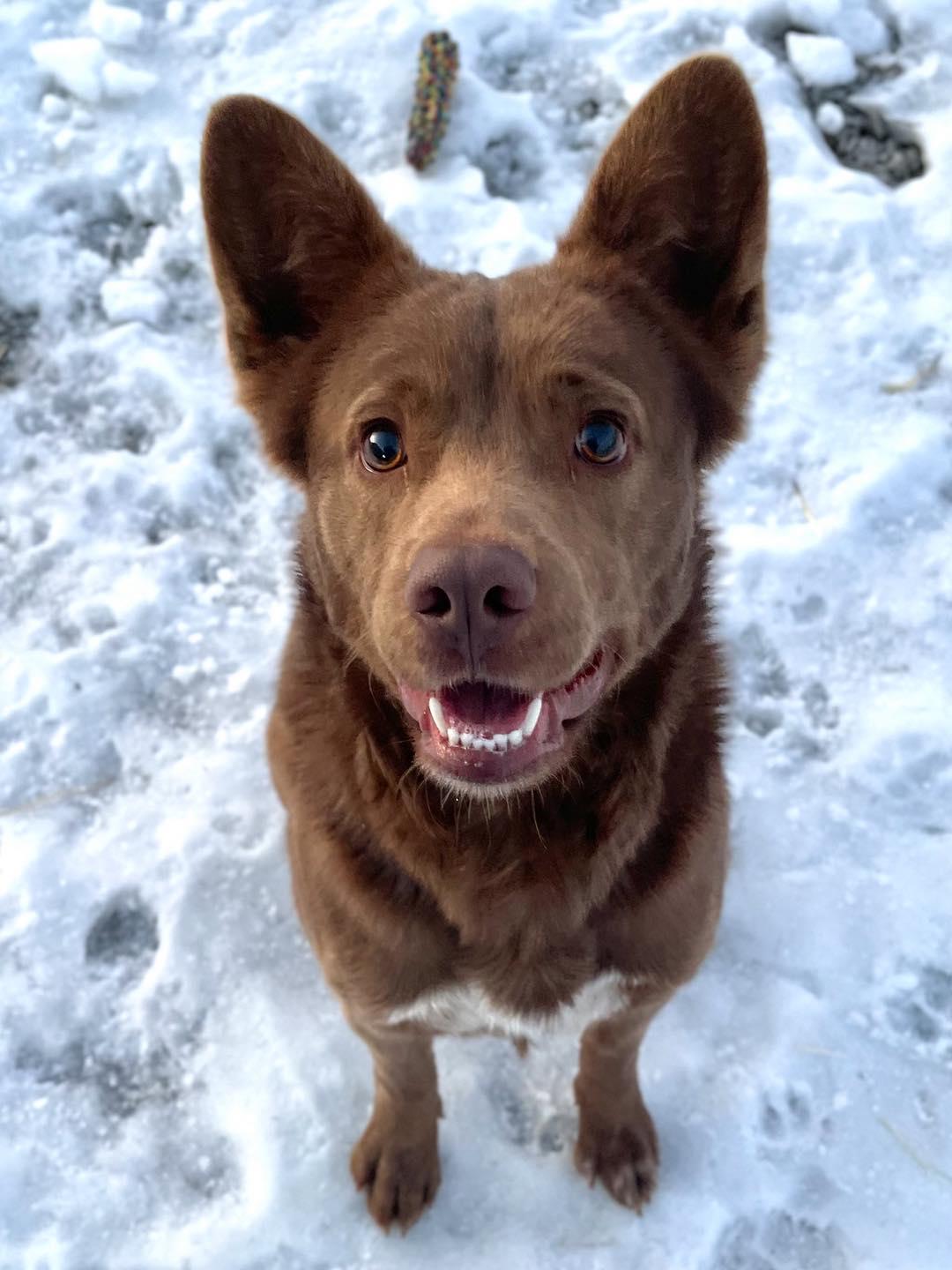 Enlarge Radar, a ADOPTABLE Mixed Breed in Calhoun, KY image 2/4