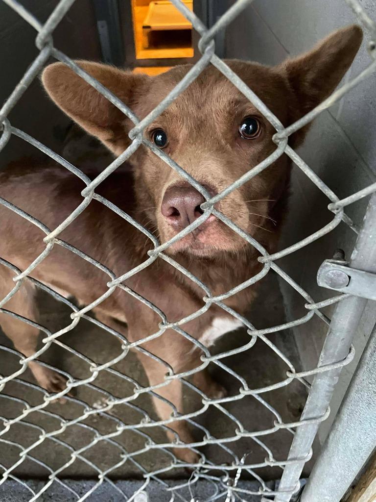 Radar, ADOPTABLE, Adult Male Mixed Breed.