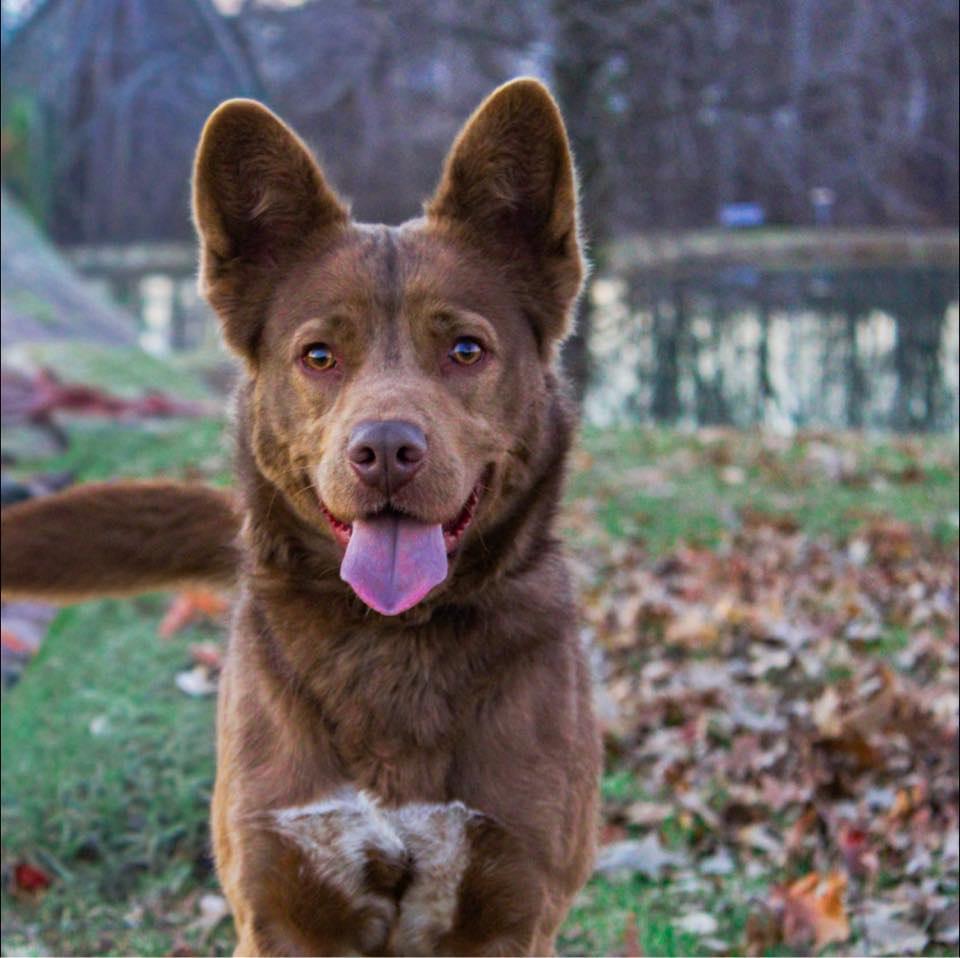 Radar, ADOPTABLE, Adult Male Mixed Breed.