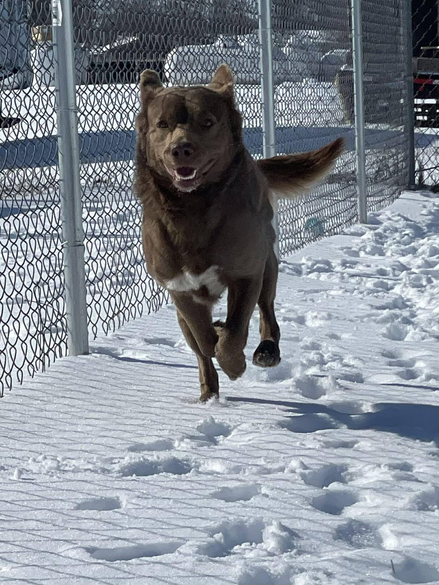 Enlarge Radar, a ADOPTABLE Mixed Breed in Calhoun, KY image 4/4