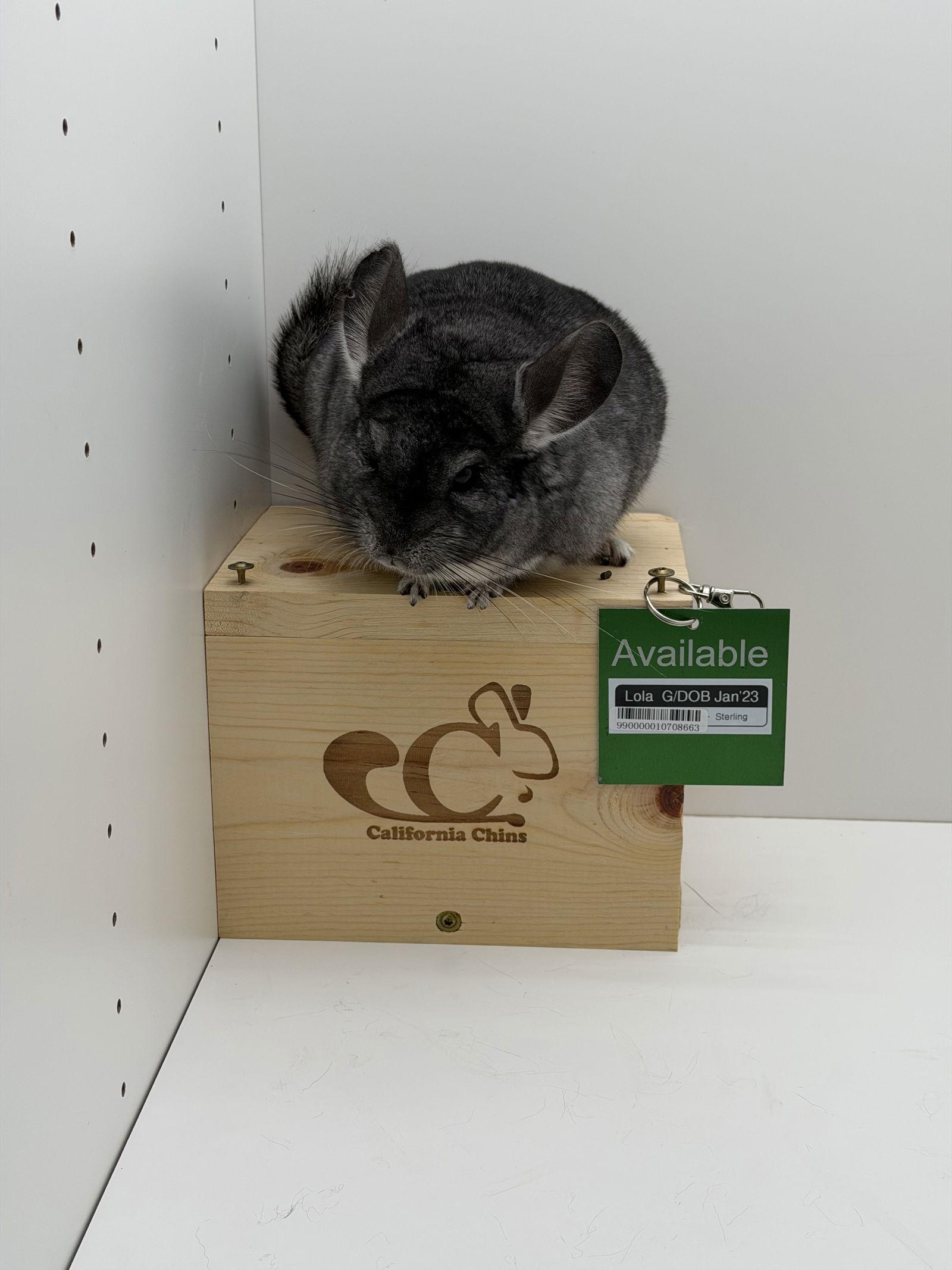 Lola, Adoptable, Adult Female Chinchilla.
