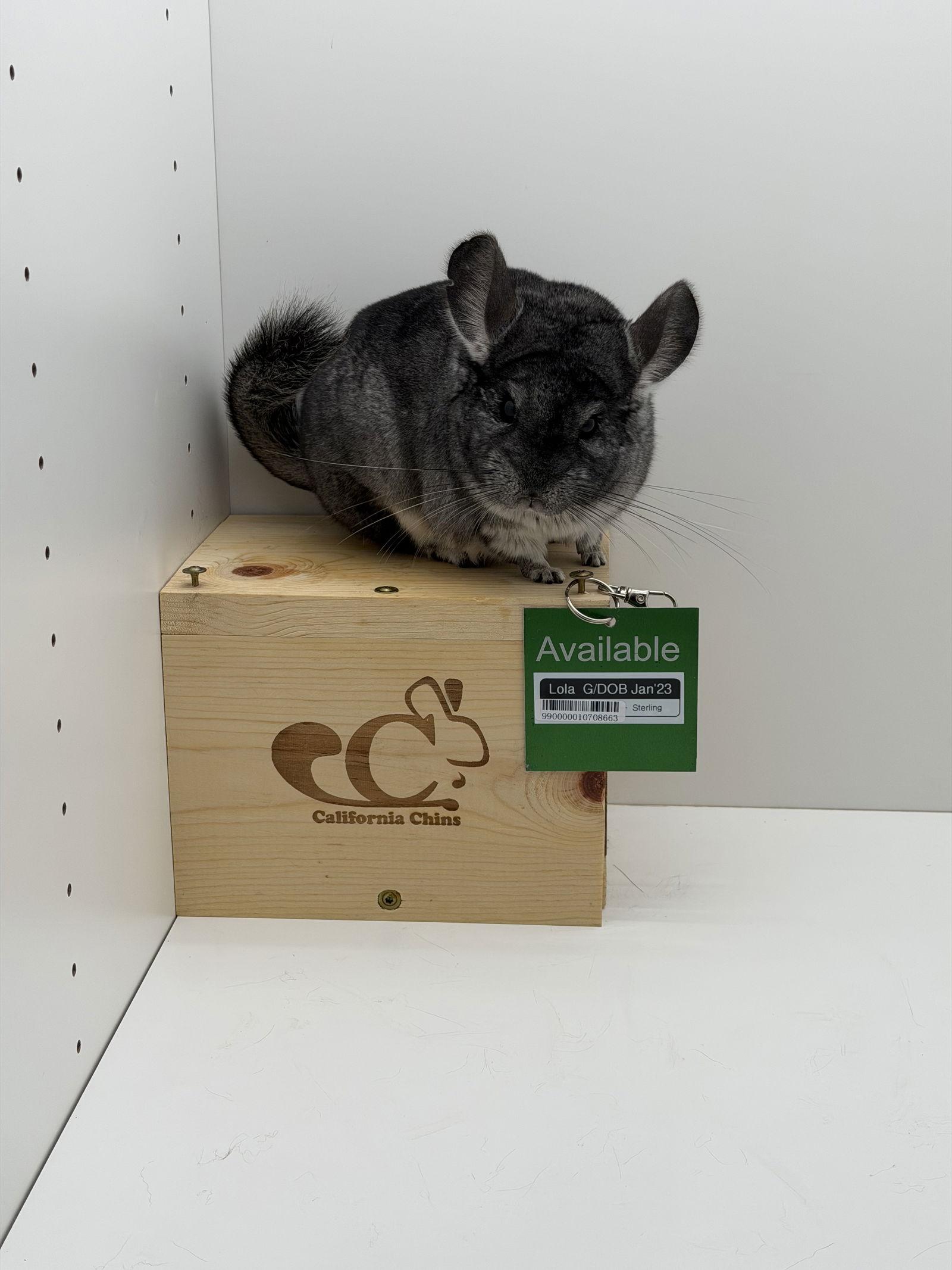 Enlarge Lola, a Adoptable Chinchilla in Sunnyvale, CA image 2/3