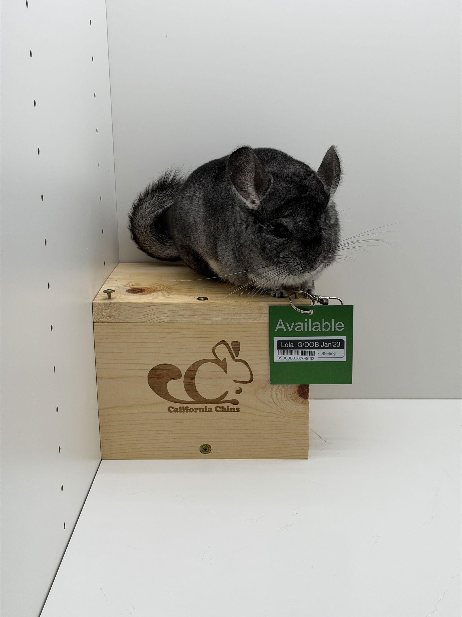 Enlarge Lola, a Adoptable Chinchilla in Sunnyvale, CA image 3/3