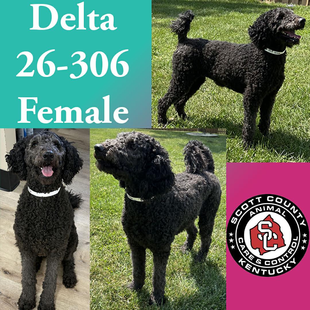 Delta, Adopted, Adult Female Standard Poodle.