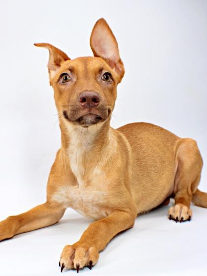Jaycee, Adoptable, Puppy Female Vizsla & German Pinscher.