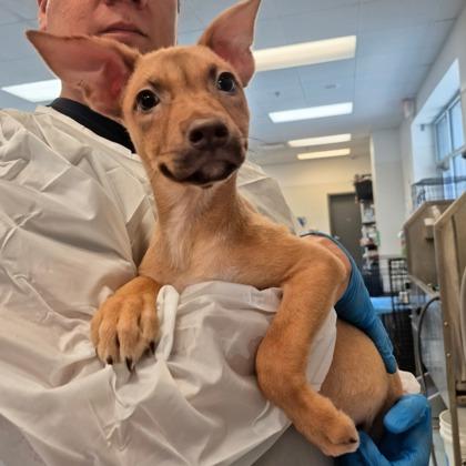 Enlarge Jaycee, a Adoptable mixed breed in Morton Grove, IL image 2/2
