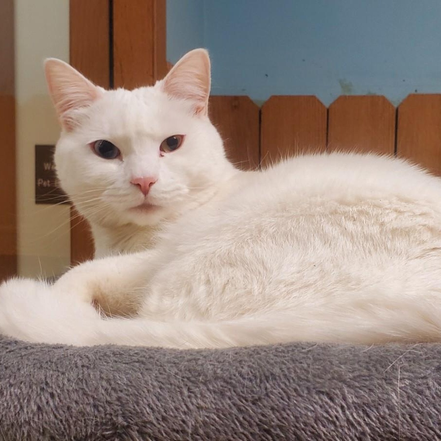 Enlarge River, a ADOPTABLE Domestic Short Hair in Spokane, WA image 2/2