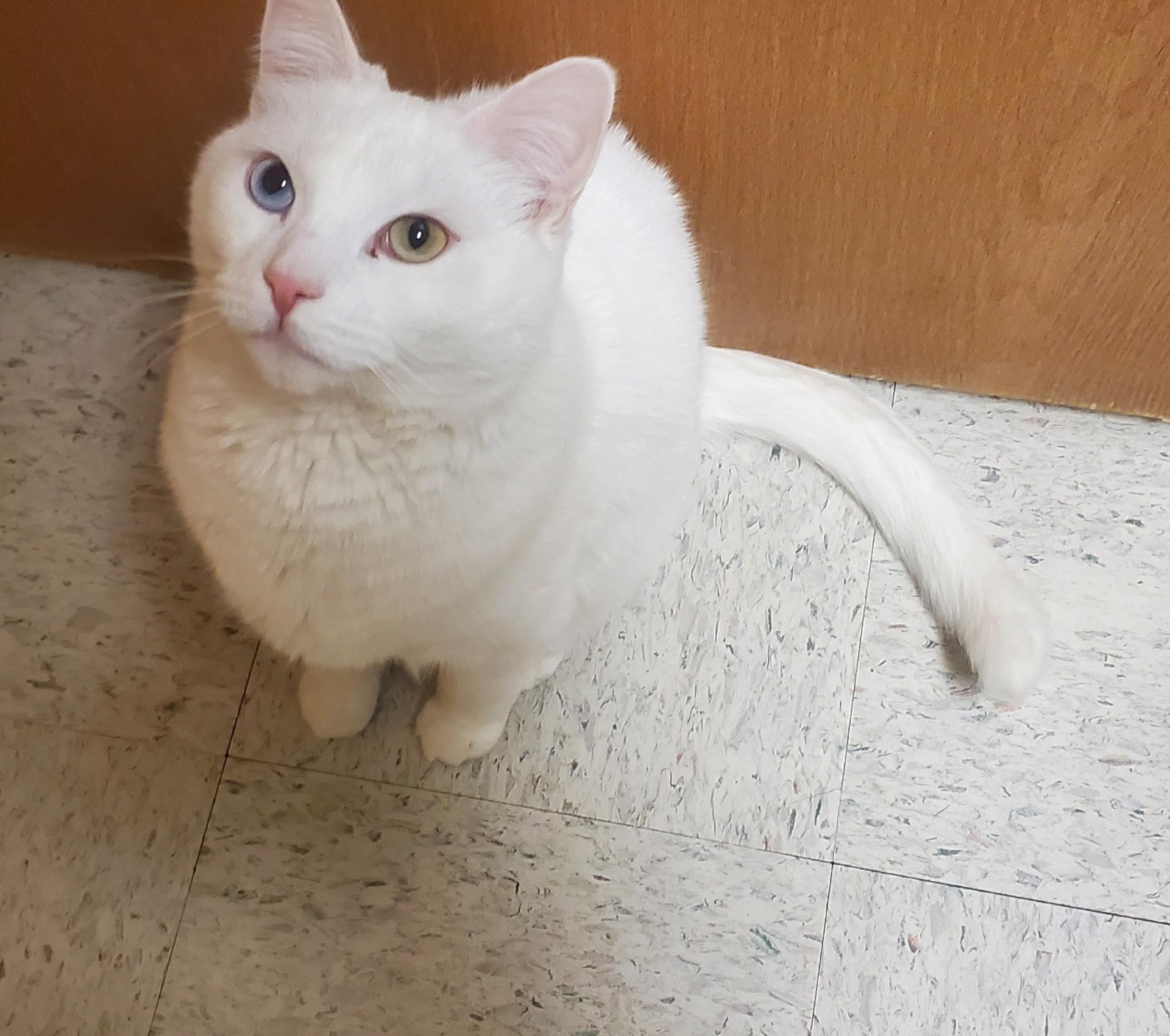 River, adopted, Adult Male Domestic Short Hair.