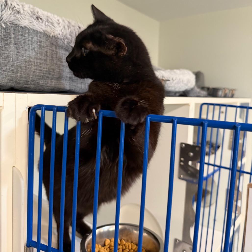 Enlarge Phoebe, a Adoptable Domestic Short Hair in Oyster Bay, NY image 1/4