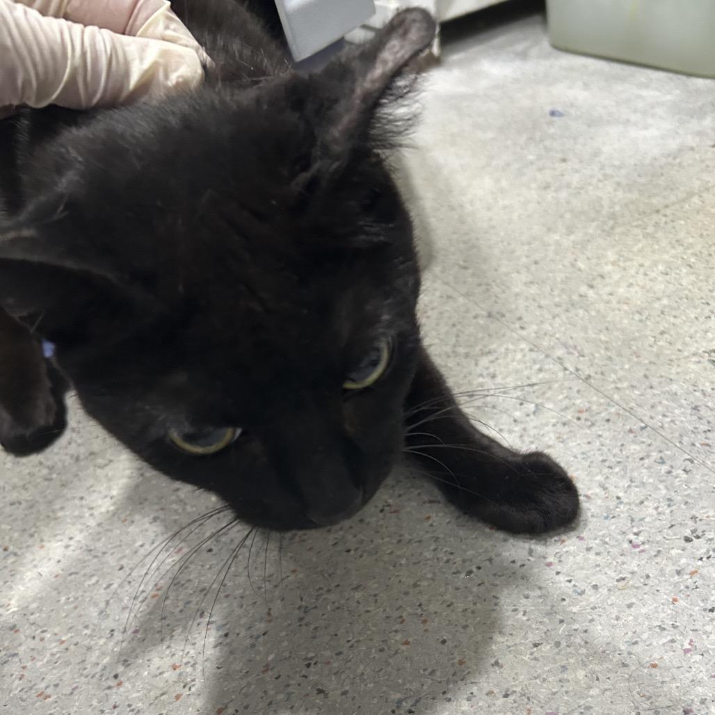 Phoebe, Adoptable, Senior Female Domestic Short Hair.