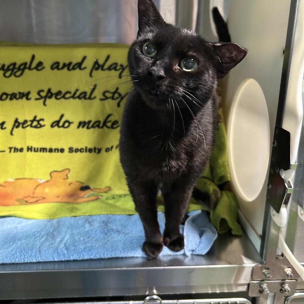 Enlarge Phoebe, a Adoptable Domestic Short Hair in Oyster Bay, NY image 2/2