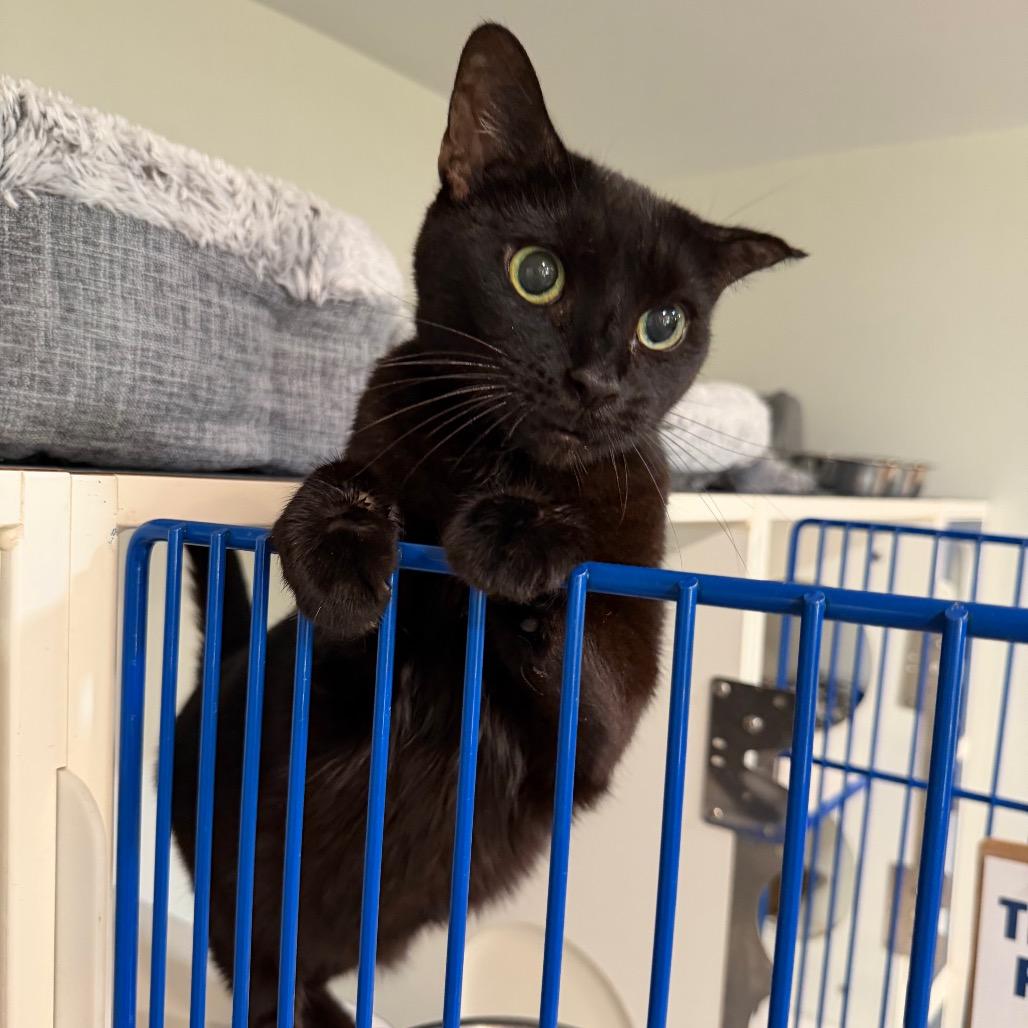 Enlarge Phoebe, a Adoptable Domestic Short Hair in Oyster Bay, NY image 4/4