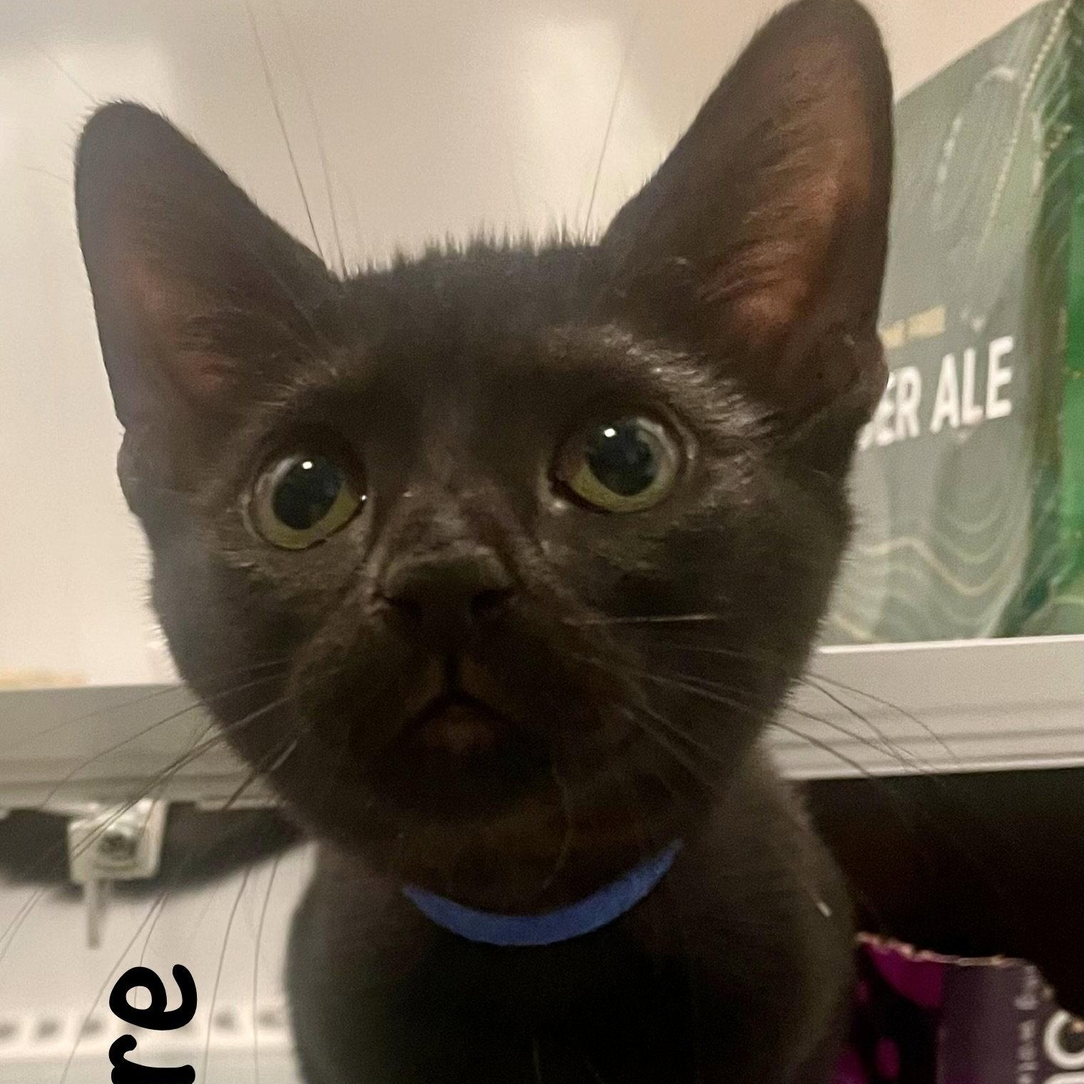 Sapphire, Adoptable, Kitten Female Domestic Short Hair.