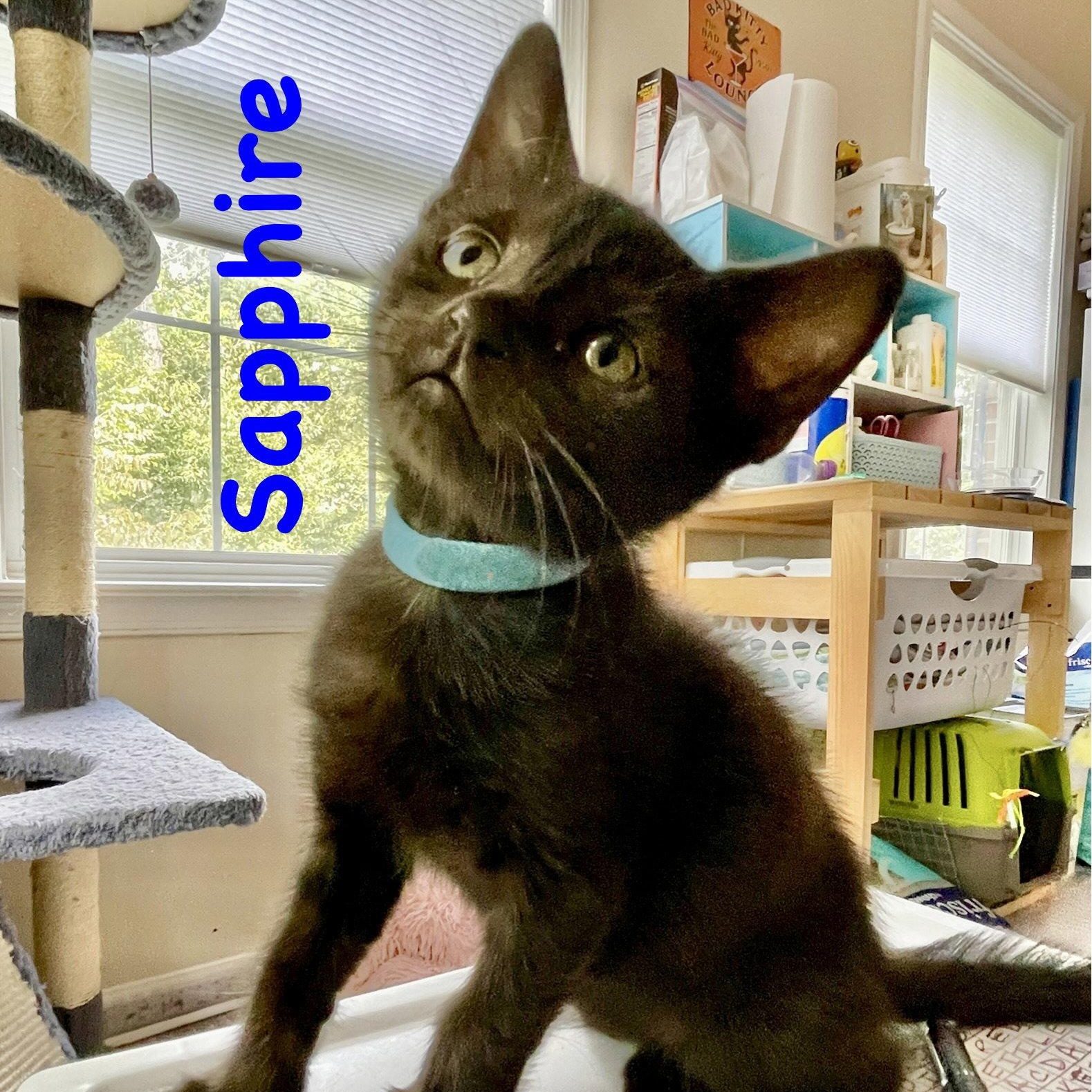 Enlarge Sapphire, a Adoptable Domestic Short Hair in Reston, VA image 2/3