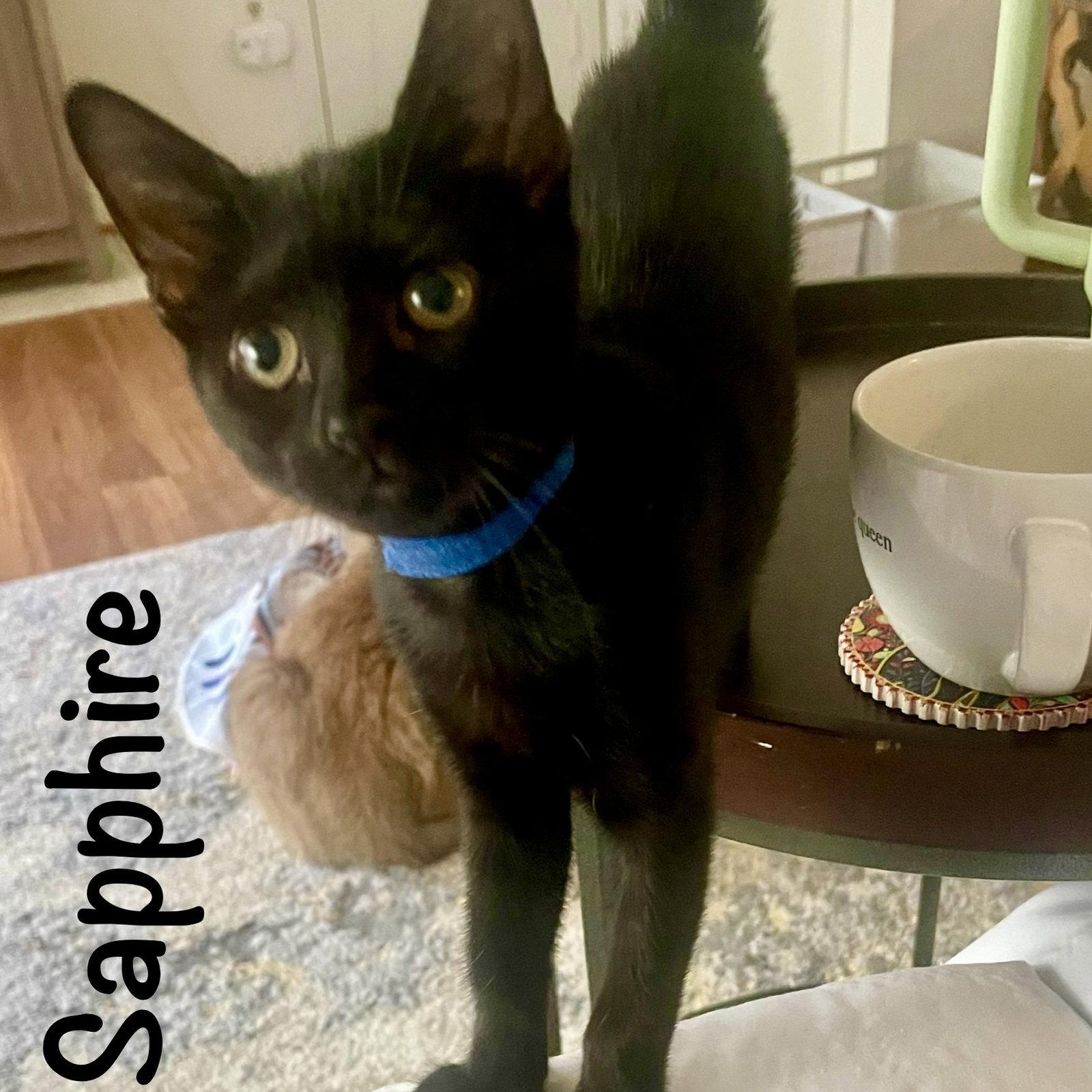 Enlarge Sapphire, a Adoptable Domestic Short Hair in Reston, VA image 3/3