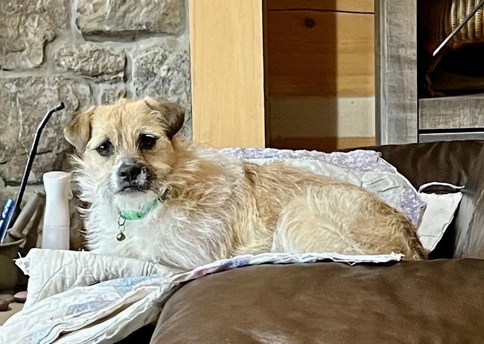 Buffy, a Adoptable Border Terrier in Denver, CO image 1/3