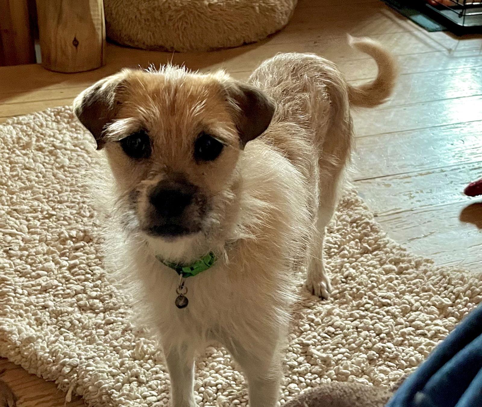 Buffy, a Adoptable Border Terrier in Denver, CO image 2/3