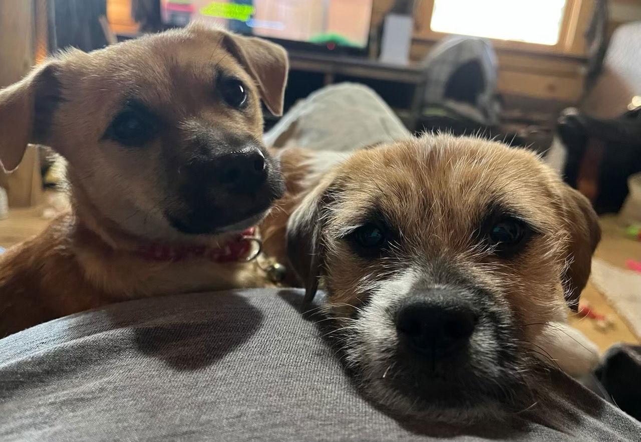 Buffy, a Adoptable Border Terrier in Denver, CO image 3/3