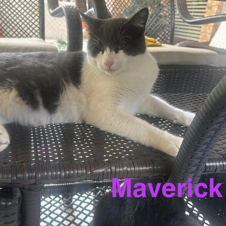 Maverick, Adoptable, Young Male Domestic Short Hair.