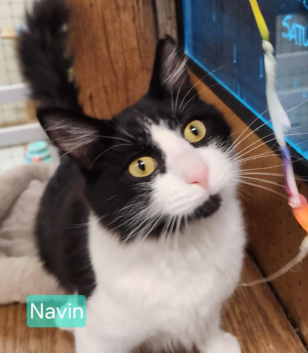 Navin