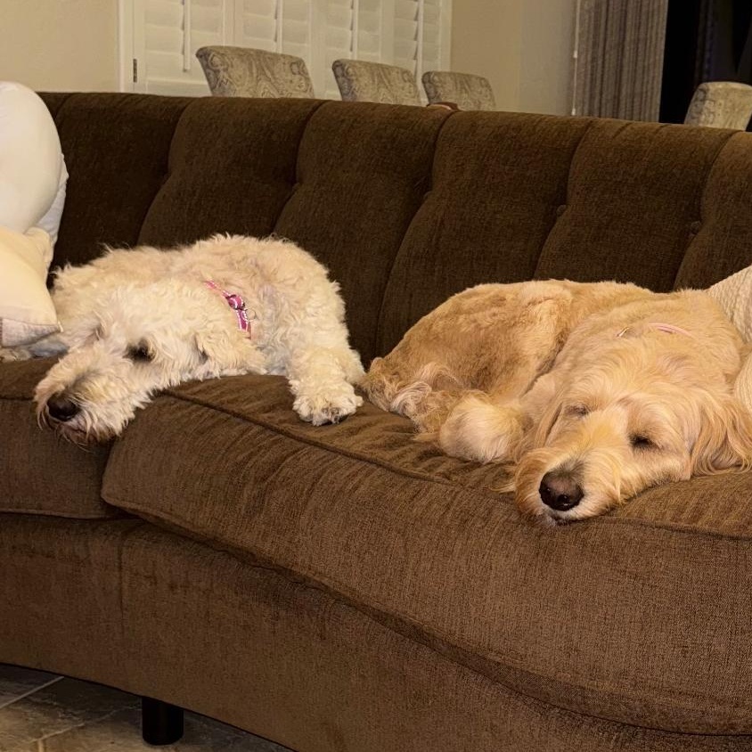 Enlarge Zoe, a ADOPTABLE mixed breed in Phoenix, AZ image 5/6