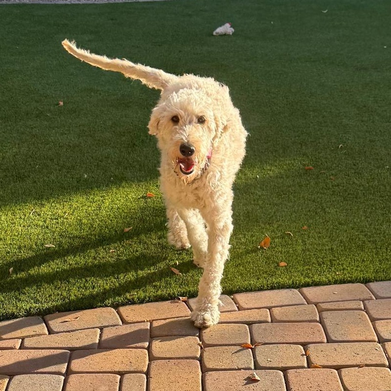 Enlarge Zoe, a ADOPTABLE mixed breed in Phoenix, AZ image 1/6