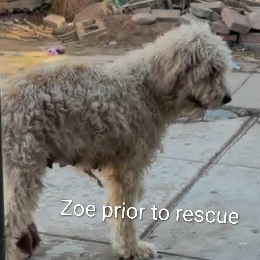 Enlarge Zoe, a ADOPTABLE mixed breed in Phoenix, AZ image 3/6