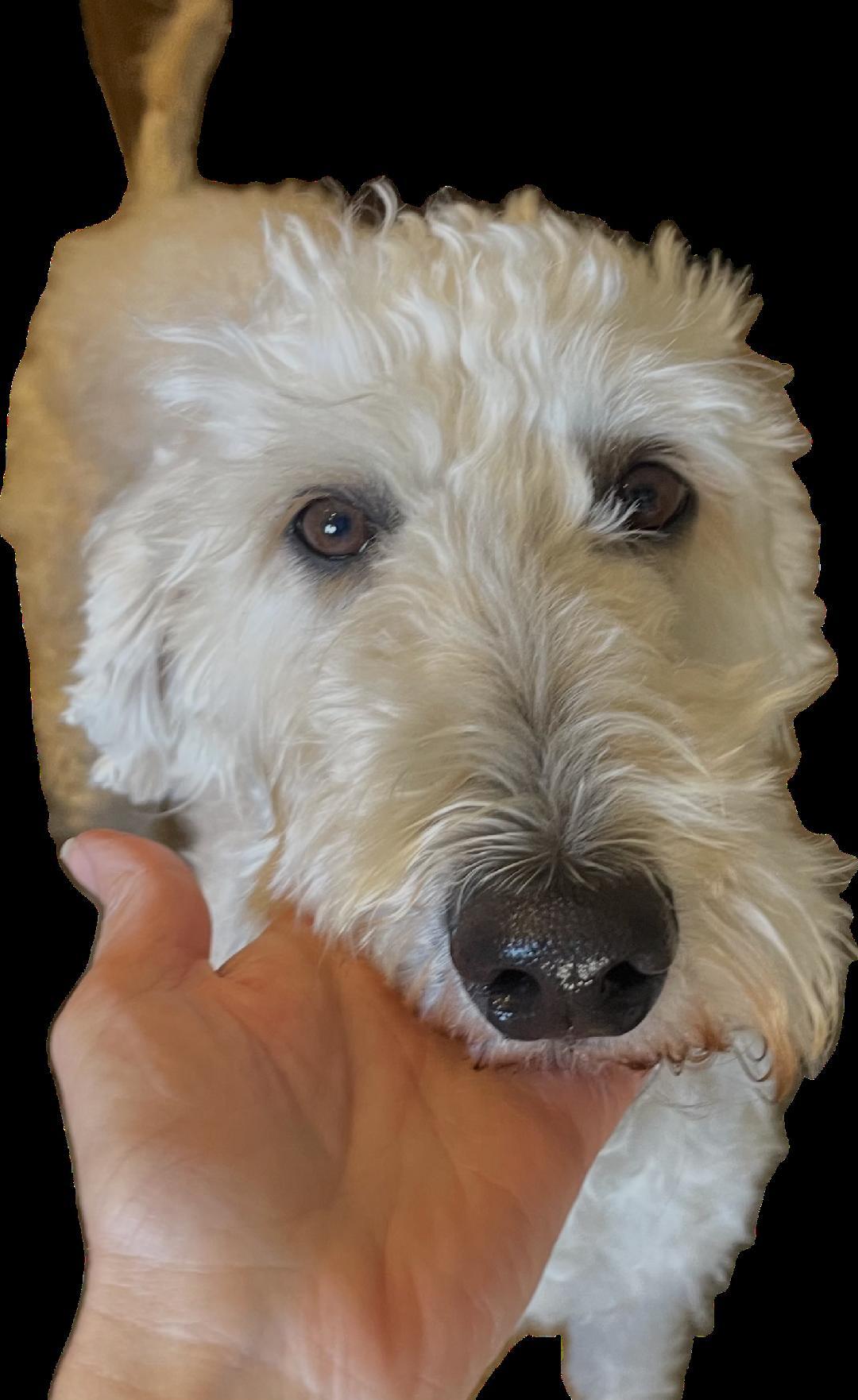 Enlarge Zoe, a ADOPTABLE mixed breed in Phoenix, AZ image 4/6