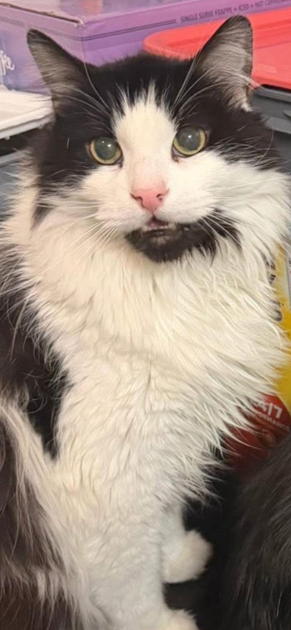 Barista, Adoptable, Young Male Domestic Medium Hair.