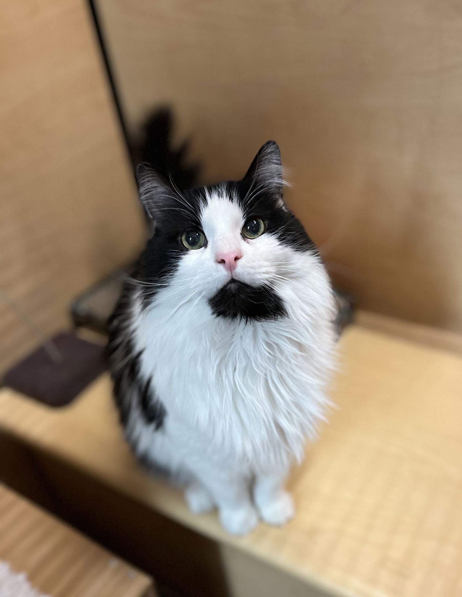 Enlarge Barista, a Adoptable Domestic Medium Hair in Scottsdale, AZ image 3/3