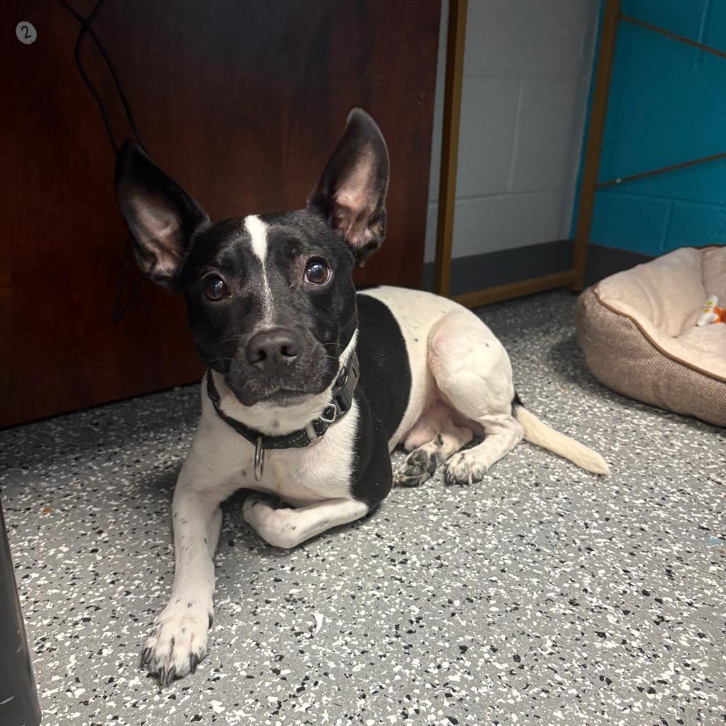 Enlarge Peppy, a Adoptable mixed breed in Parkersburg, WV image 1/2