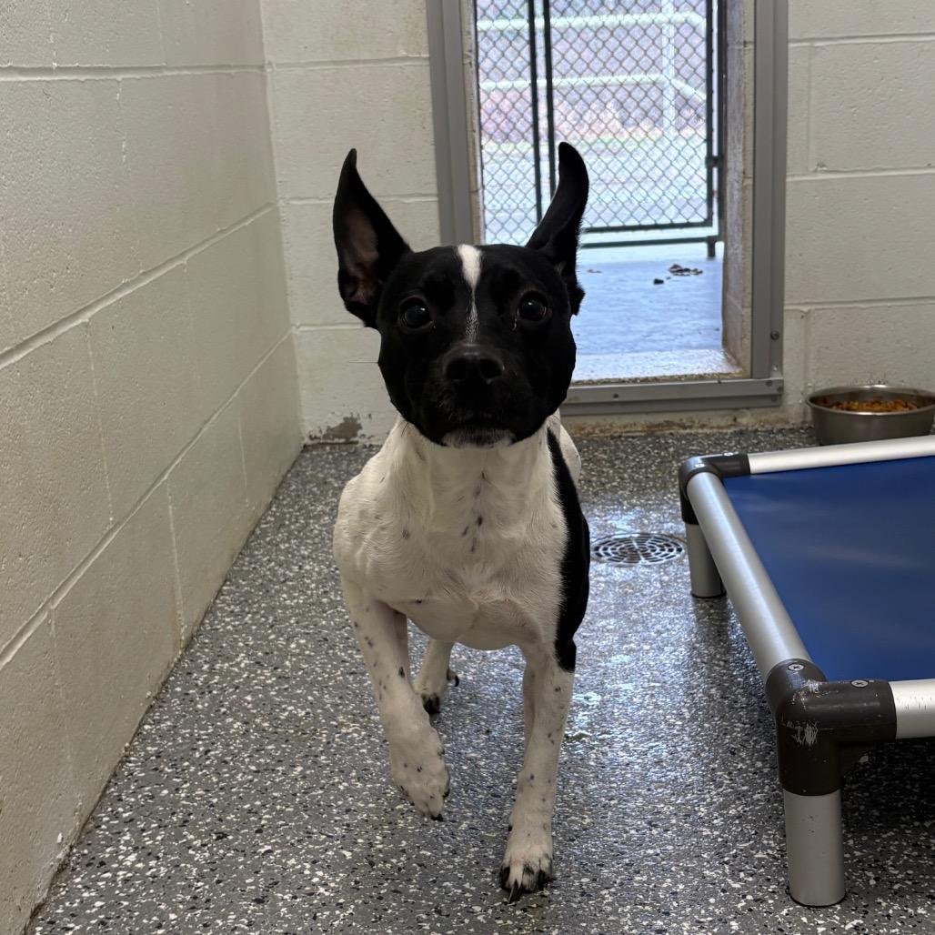 Enlarge Peppy, a Adoptable mixed breed in Parkersburg, WV image 2/2