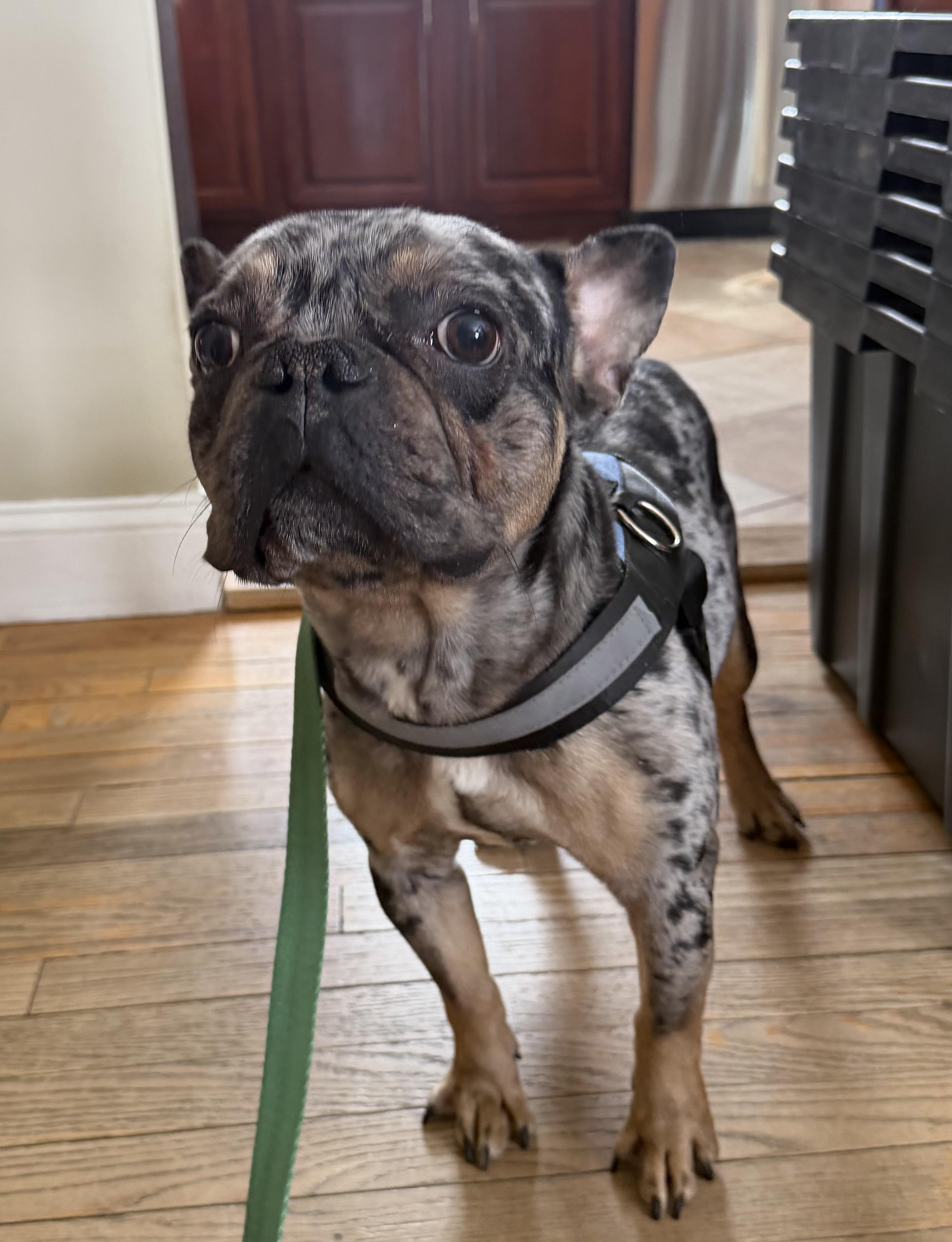 Enlarge Cosmo!!!, a ADOPTABLE French Bulldog in Manalapan, NJ image 3/6