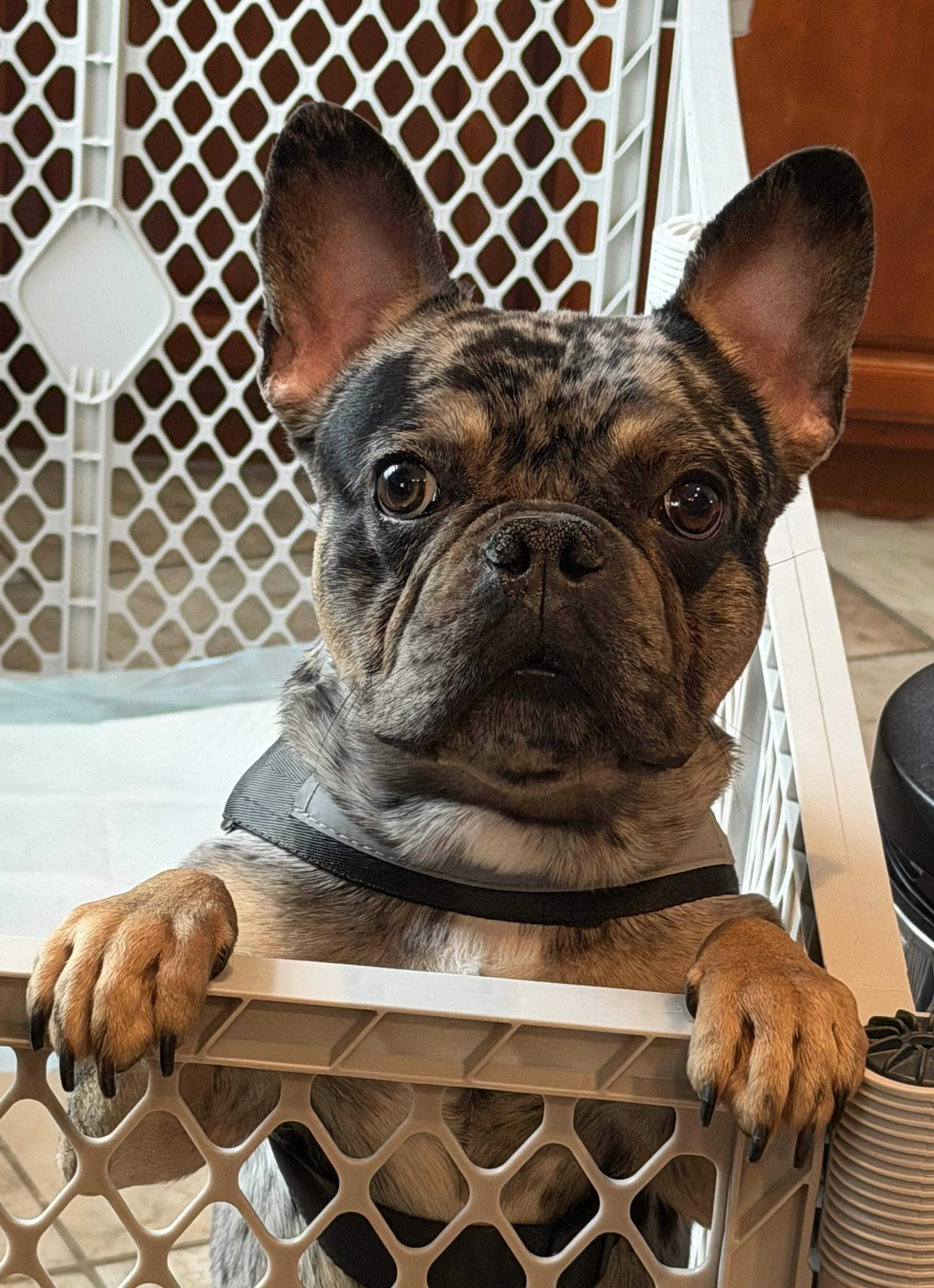 Enlarge Cosmo!!!, a ADOPTABLE French Bulldog in Manalapan, NJ image 1/6