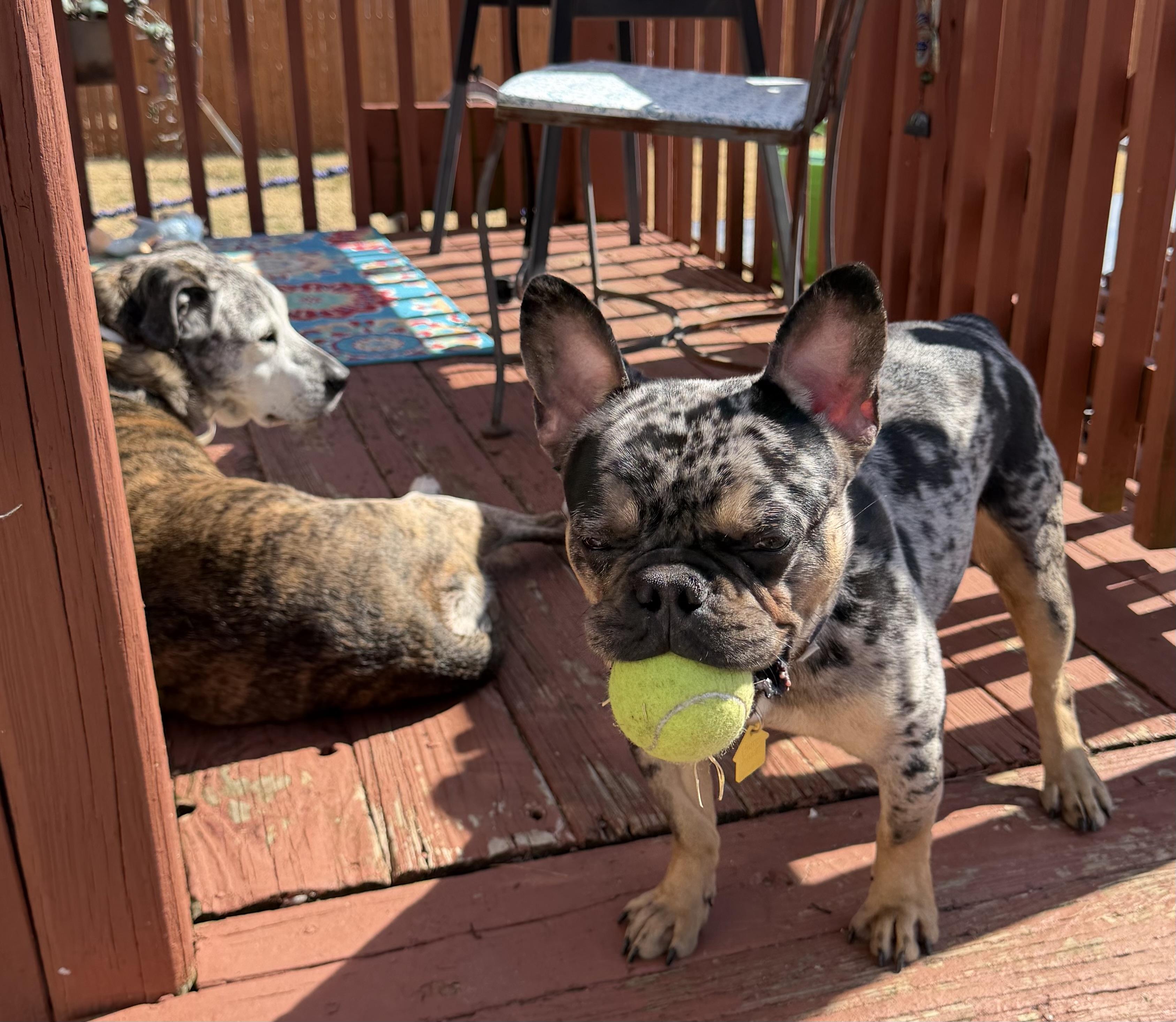 Enlarge Cosmo!!!, a ADOPTABLE French Bulldog in Manalapan, NJ image 2/6