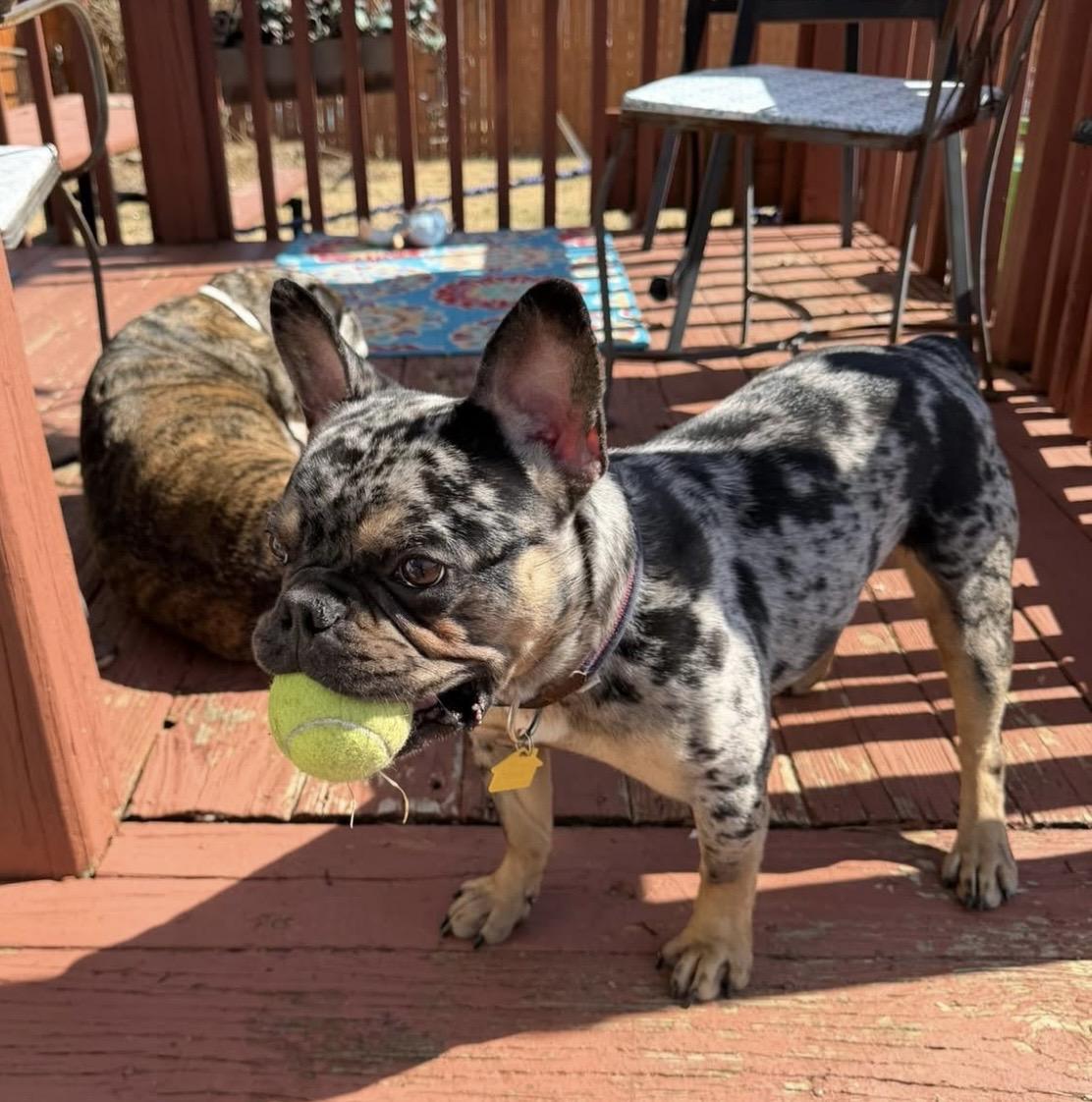 Enlarge Cosmo!!!, a ADOPTABLE French Bulldog in Manalapan, NJ image 4/6