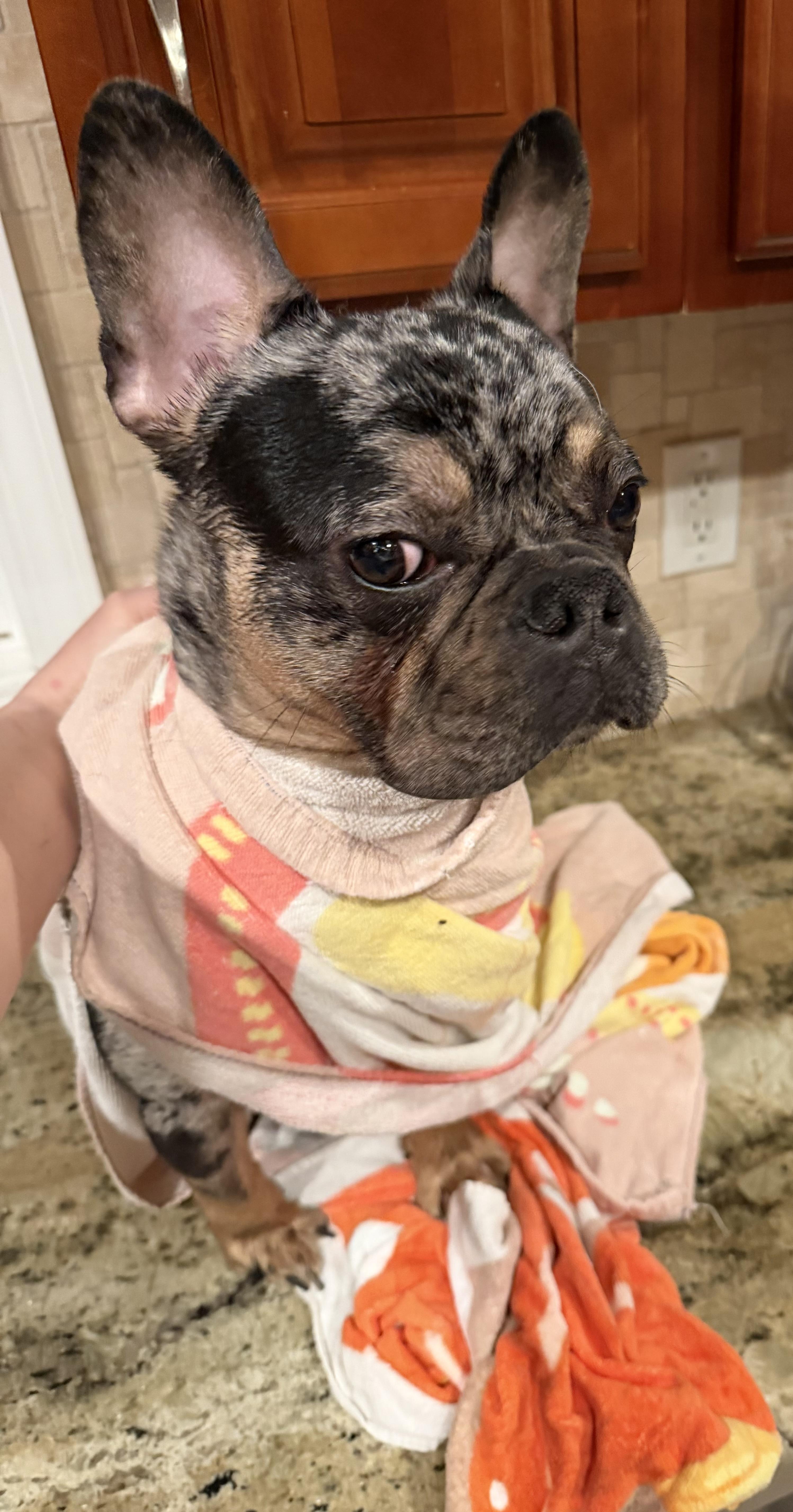 Enlarge Cosmo!!!, a ADOPTABLE French Bulldog in Manalapan, NJ image 6/6